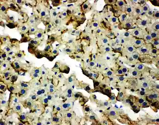 Anti-ZO-2 antibody used in IHC (Paraffin sections) (IHC-P). GTX12276