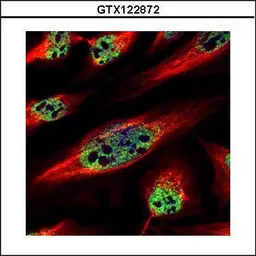 Anti-ZNF689 antibody used in Immunocytochemistry/ Immunofluorescence (ICC/IF). GTX122872