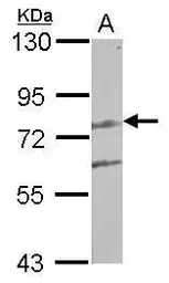 Anti-LCMT2 antibody used in Western Blot (WB). GTX122895