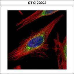 Anti-LRRC59 antibody used in Immunocytochemistry/ Immunofluorescence (ICC/IF). GTX122902