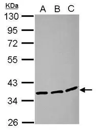 Anti-LRRC59 antibody used in Western Blot (WB). GTX122902