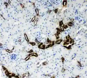 Anti-Kallikrein 1 antibody used in IHC (Paraffin sections) (IHC-P). GTX12293