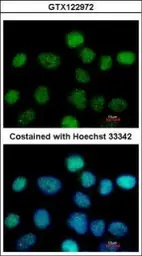 Anti-ZNF597 antibody used in Immunocytochemistry/ Immunofluorescence (ICC/IF). GTX122972