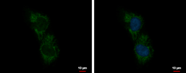 Anti-C5orf54 antibody used in Immunocytochemistry/ Immunofluorescence (ICC/IF). GTX123000