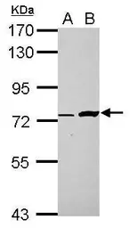 Anti-C5orf54 antibody used in Western Blot (WB). GTX123000