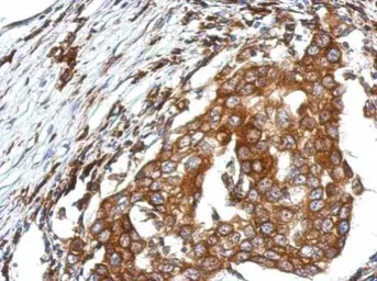 Anti-QTRTD1 antibody used in IHC (Paraffin sections) (IHC-P). GTX123016