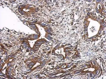 Anti-TTC31 antibody used in IHC (Paraffin sections) (IHC-P). GTX123032