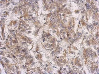 Anti-PRSS35 antibody used in IHC (Paraffin sections) (IHC-P). GTX123037