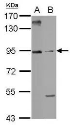 Anti-ARMC3 antibody used in Western Blot (WB). GTX123050