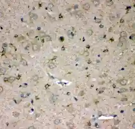 Anti-SPARCL1 antibody used in IHC (Paraffin sections) (IHC-P). GTX12308