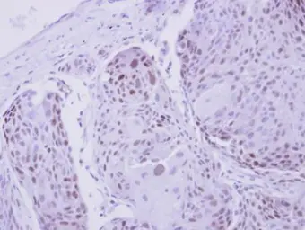Anti-ZNF530 antibody used in IHC (Paraffin sections) (IHC-P). GTX123125