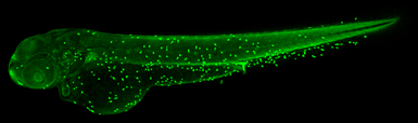 Anti-Atpalpha antibody used in IHC (Whole mount) (IHC-Wm). GTX123138