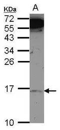 Anti-MRPL14 antibody used in Western Blot (WB). GTX123143