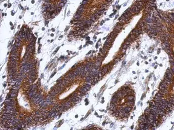 Anti-LSG1 antibody used in IHC (Paraffin sections) (IHC-P). GTX123155