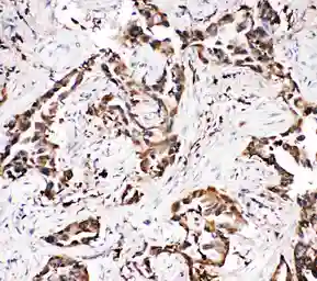 Anti-APLP1 antibody used in IHC (Paraffin sections) (IHC-P). GTX12316
