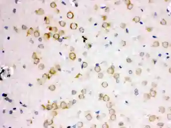Anti-APLP1 antibody used in IHC (Paraffin sections) (IHC-P). GTX12316