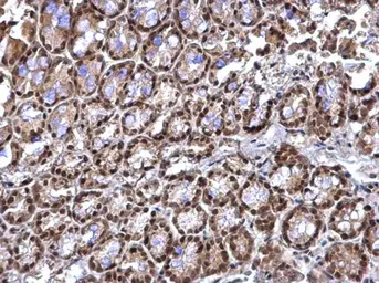 Anti-RED antibody used in IHC (Paraffin sections) (IHC-P). GTX123169