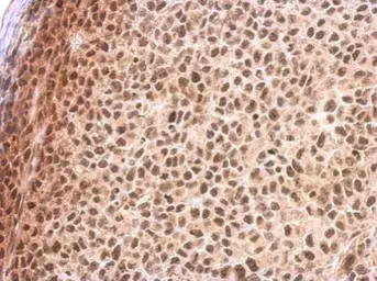 Anti-RED antibody used in IHC (Paraffin sections) (IHC-P). GTX123169