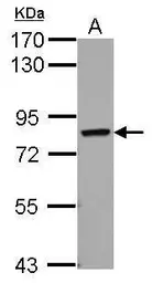 Anti-RED antibody used in Western Blot (WB). GTX123169