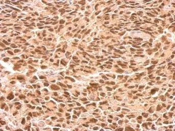 Anti-RED antibody used in IHC (Paraffin sections) (IHC-P). GTX123170
