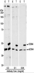 Anti-COPS4 antibody used in Western Blot (WB). GTX12322