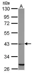 Anti-MRPL39 antibody used in Western Blot (WB). GTX123238