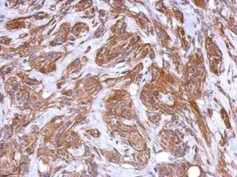 Anti-MRVI1 antibody used in IHC (Paraffin sections) (IHC-P). GTX123277