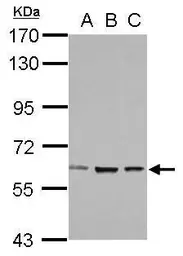 Anti-ZNF266 antibody used in Western Blot (WB). GTX123310