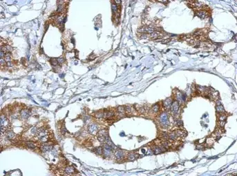 Anti-Fibulin 7 antibody used in IHC (Paraffin sections) (IHC-P). GTX123324
