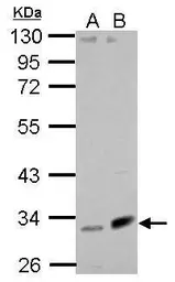 Anti-Fibulin 7 antibody used in Western Blot (WB). GTX123324