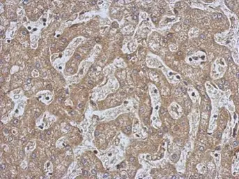 Anti-CPEB1 antibody used in IHC (Paraffin sections) (IHC-P). GTX123357