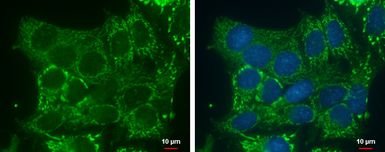 Anti-DHRS2 antibody used in Immunocytochemistry/ Immunofluorescence (ICC/IF). GTX123431