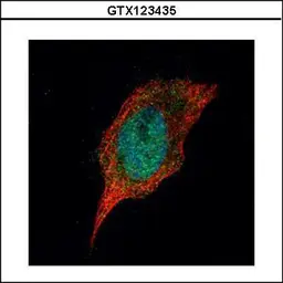 Anti-Casein Kinase 1 delta antibody used in Immunocytochemistry/ Immunofluorescence (ICC/IF). GTX123435