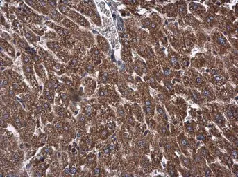 Anti-OXSM antibody used in IHC (Paraffin sections) (IHC-P). GTX123463