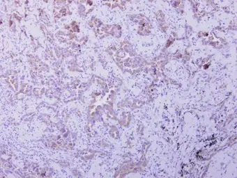 Anti-OXSM antibody used in IHC (Paraffin sections) (IHC-P). GTX123463