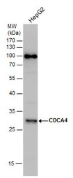 Anti-CDCA4 antibody used in Western Blot (WB). GTX123498