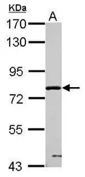 Anti-PPWD1 antibody used in Western Blot (WB). GTX123517