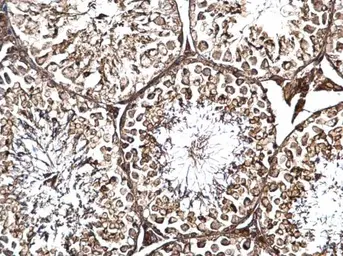 Anti-LRRC59 antibody used in IHC (Paraffin sections) (IHC-P). GTX123532