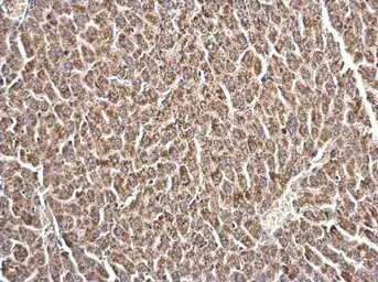 Anti-LRRC59 antibody used in IHC (Paraffin sections) (IHC-P). GTX123532