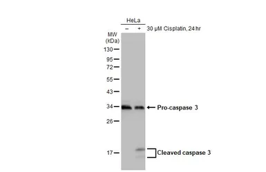 Anti-Caspase 3 antibody used in Western Blot (WB). GTX123678