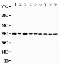 Anti-CD134 antibody used in Western Blot (WB). GTX12380