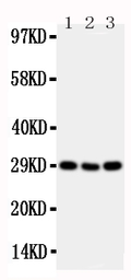 Anti-CD134 antibody used in Western Blot (WB). GTX12386
