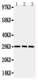 Anti-CD134 antibody used in Western Blot (WB). GTX12387