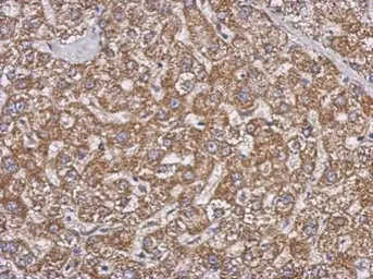 Anti-GBAS antibody used in IHC (Paraffin sections) (IHC-P). GTX123964