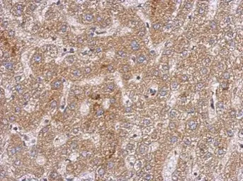 Anti-OXSM antibody used in IHC (Paraffin sections) (IHC-P). GTX124011