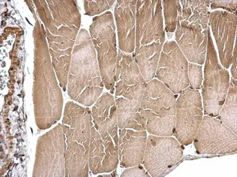 Anti-FHL1 antibody used in IHC (Paraffin sections) (IHC-P). GTX124042