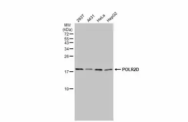Anti-POLR2D antibody used in Western Blot (WB). GTX124081