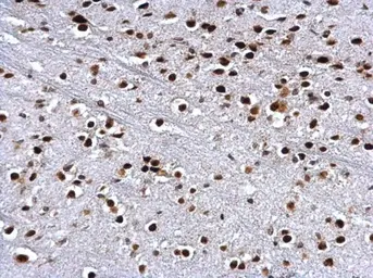 Anti-Histone H3R17me2 (Asymmetric Di-methyl Arg17) antibody used in IHC (Paraffin sections) (IHC-P). GTX124113