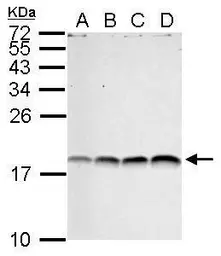 Anti-Histone H3R17me2 (Asymmetric Di-methyl Arg17) antibody used in Western Blot (WB). GTX124113