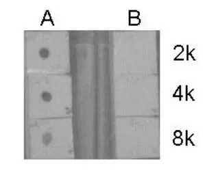 Anti-Histone H3R17me2 (Asymmetric Di-methyl Arg17) antibody used in Dot blot (Dot). GTX124113